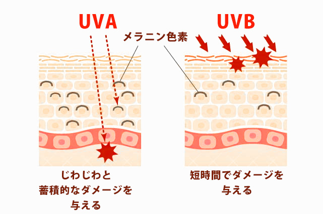 UVA、UVBの違い