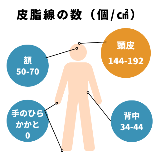 皮脂数の数